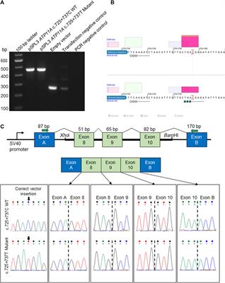 Unraveling haplotype errors in the DFNA33 locus